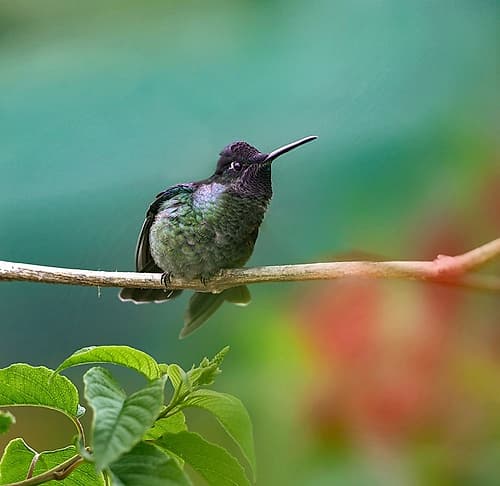 Magnificent Hummingbird Art Print