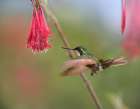 Gray Tailed Mountain Gem Hummingbird Art Print