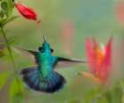 Green Violet-Ear Hummingbird Art Print