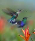 Crowned Wood Nymph Hummingbirds Art Print