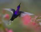 Violet Sabrewing Hummingbird Art Print