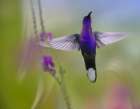 Violet Sabrewing Hummingbird Art Print