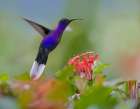 Violet Sabrewing Hummingbird Art Print