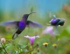 Violet Sabrewing Hummingbirds Art Print
