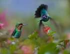 Green Crowned Brilliant and Magnificent Art Print