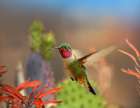 Broad Tailed Hummingbird Art Print