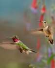 Broad Tailed Hummingbirds Art Print