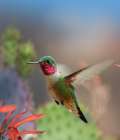Broad Tailed Hummingbird Art Print