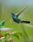 Green Violet Ear and Green Breasted Mango Hummingbirds Art Print