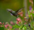 Rufous Tailed Hummingbird Art Print