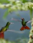 Rufous Tailed Hummingbird Art Print