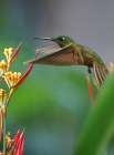 Fawn Breasted Brilliant Hummingbird Art Print