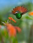 Rufous Tailed Hummingbird Art Print