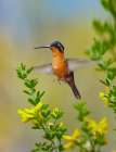 Gray Tailed Mountain Gem Hummingbird Art Print