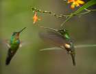 Buff Winged Starfrongtlet Hummingbirds Art Print