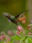Rufous Tailed Hummingbird Art Print
