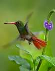 Rufous Tailed Hummingbird Art Print