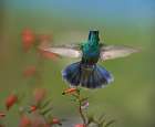 Green Violet-Ear Hummingbird Art Print