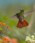 Rufous Tailed Hummingbird Art Print