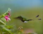 Booted Racket-Tail Hummingbird Art Print