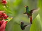 Rufous Tailed Hummingbirds Art Print