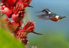 Purple Throated Woodstar Hummingbird Art Print