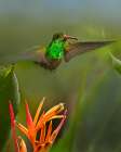 Rufous Tailed Hummingbird Art Print