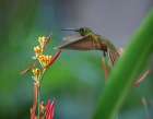 Fawn Breasted Brilliant Hummingbird Art Print