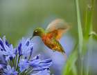 Chestnut Breasted Coronet Hummingbird Art Print