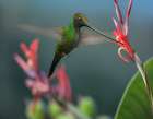 Sword Billed Hummingbird Art Print