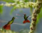 Rufous Tailed Hummingbirds Art Print
