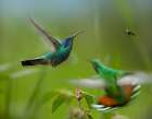 Green Violet-Ear Hummingbird and Green-Breasted Mango Hummingbirds Art Print