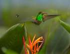 Rufous Tailed Hummingbird with Wasp Art Print