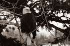 Bald Eagle above the Gardner River, Yellowstone National Park Art Print
