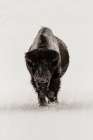 Lone Bull Bison, Yellowstone National Park Art Print
