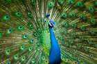 A Male Peacock Art Print