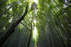 Bamboo Grove Art Print