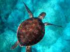 Big sea turtle at Kaputas Beach Art Print