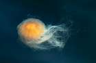 Bright floating jellyfish Art Print