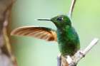 Buff tailed coronet bird Art Print