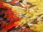 Butterfly wing macro Art Print
