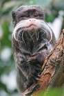 Callitrichidae monkey Art Print