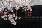 Cherry Blossom Art Print