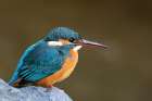 Common kingfisher in Japan Art Print