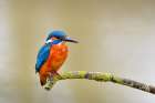 Common kingfisher Art Print