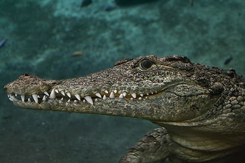 Crocodile Best Side Art Print