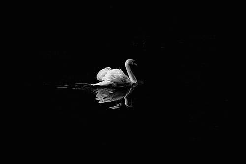 Dark Swan Art Print by Artographie