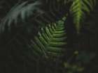 Fern leaves in the forest of Oahu, Hawaii Art Print
