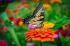 Butterfly in Fredericksburg, Virginia Art Print