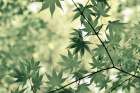 Japanese Maple Tree Art Print